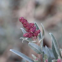 Coastal Saltbush (Atriplex cinerea)