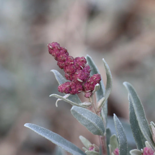 Coastal Saltbush (Atriplex cinerea)