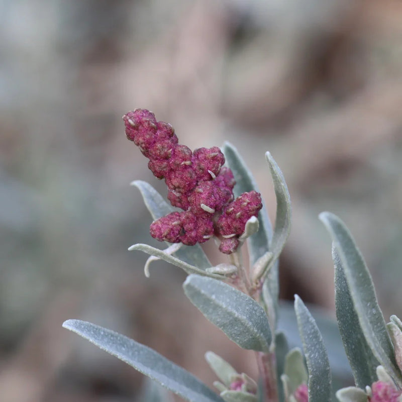 Coastal Saltbush (Atriplex cinerea)