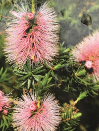Kunzea baxteri 'Persian Pink' - Ladybird Nursery