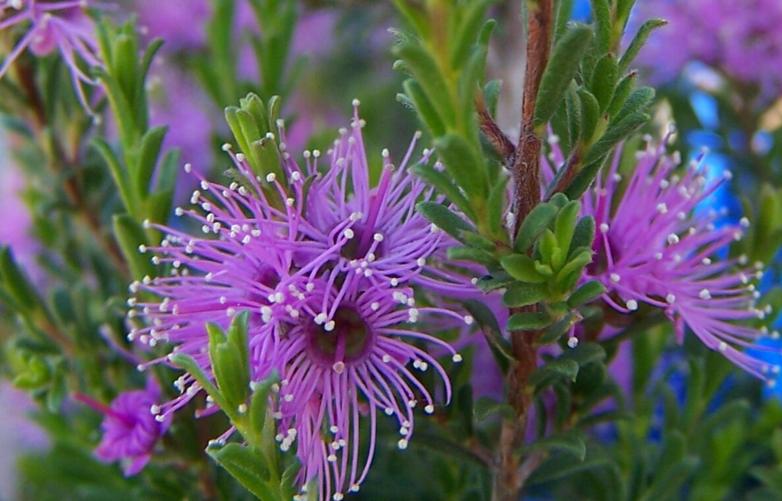 Violet Kunzea (Kunzea parvifolia) - Ladybird Nursery