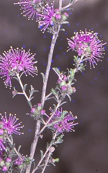 Violet Kunzea (Kunzea parvifolia) - Ladybird Nursery