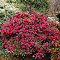 Azalea kurume Christmas Cheer - Ladybird Nursery