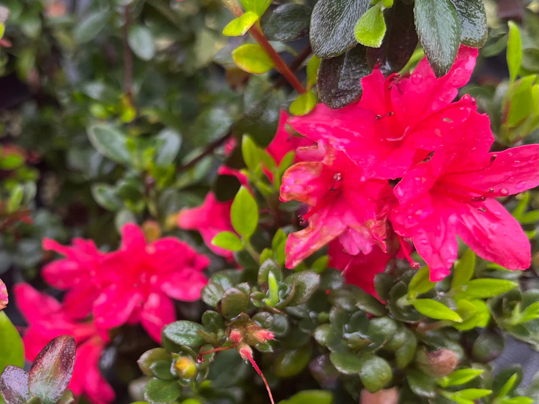 Azalea kurume Christmas Cheer