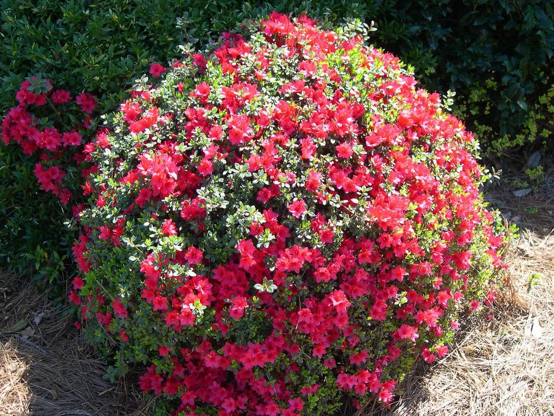Cheer Plant Azalea Kurume Christmas Cheer Plant – Buy Now! – Ladybird Nursery