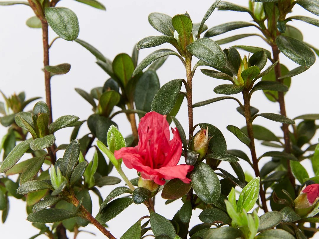 Azalea kurume Christmas Cheer - Ladybird Nursery