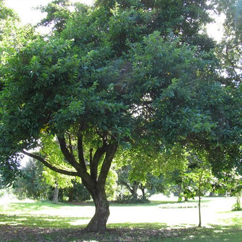 Kwai Muk - Ladybird Nursery