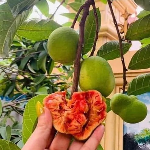 Kwai Muk - Ladybird Nursery