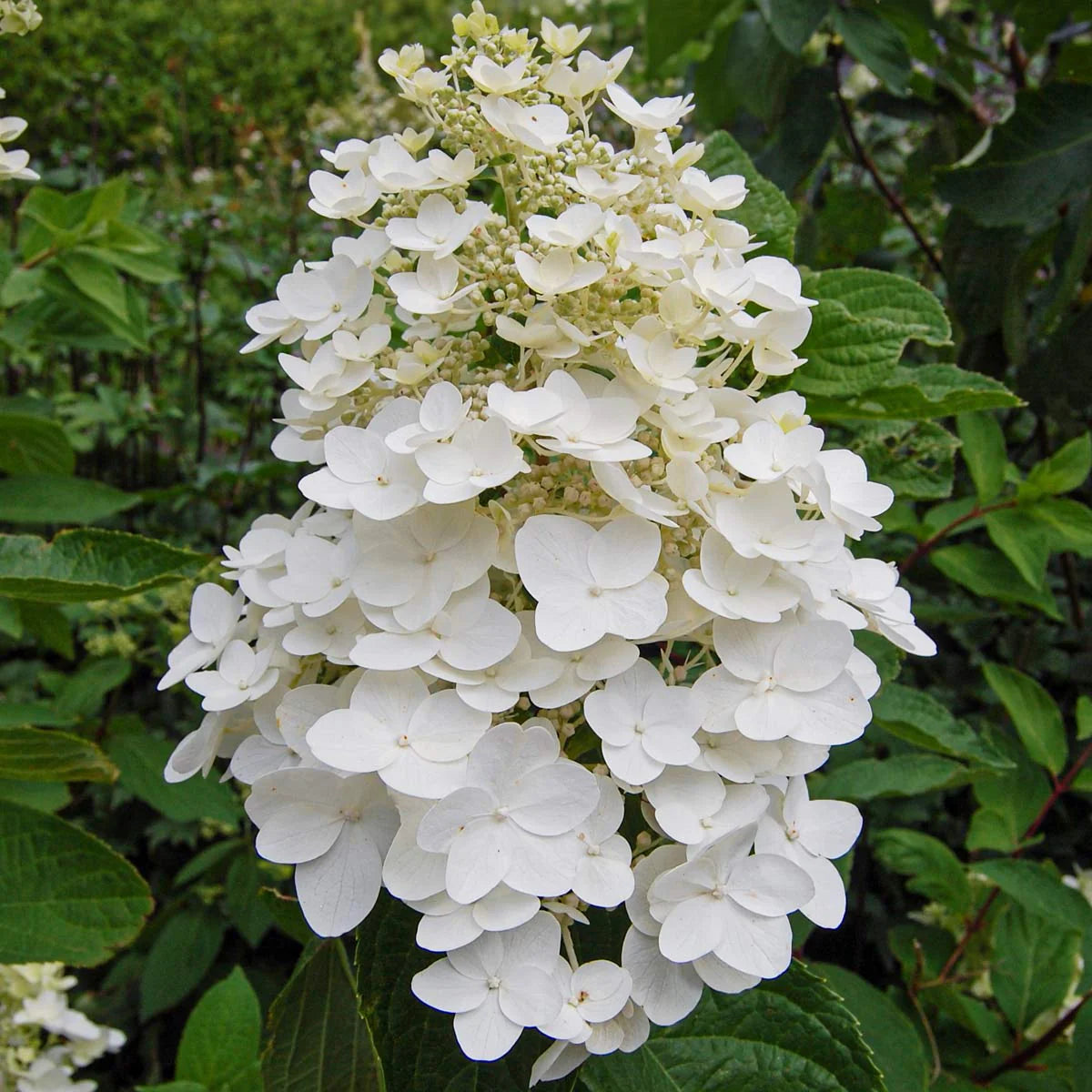 Panicle Hydrangea Kyushu (Hydrangea paniculata)