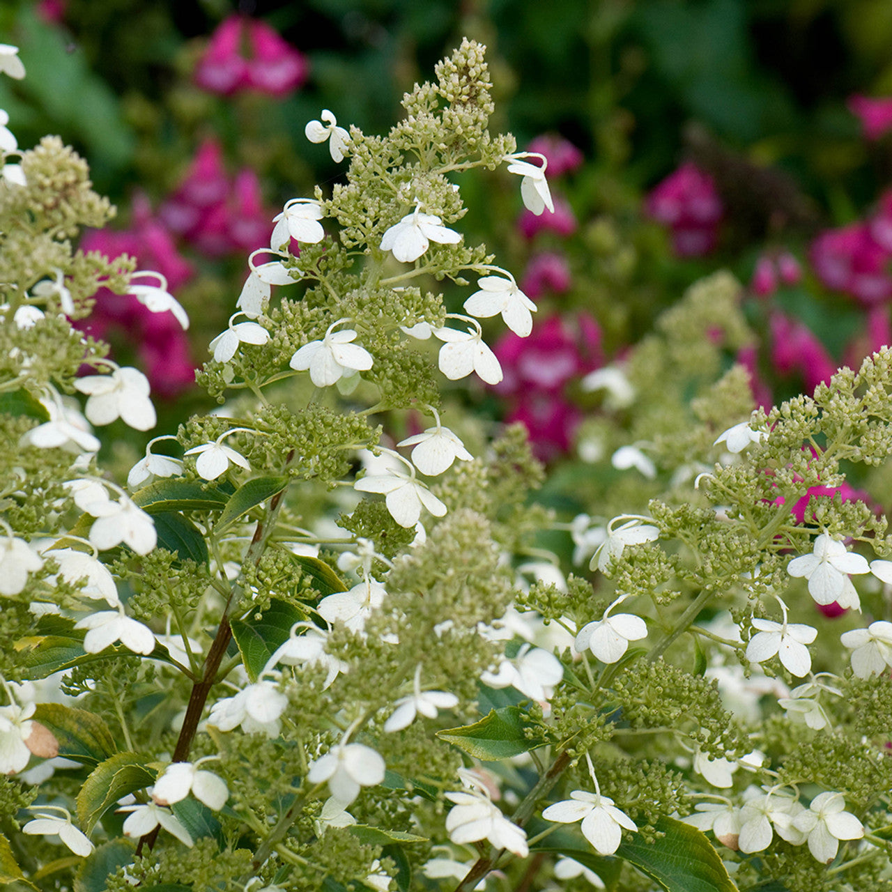 Panicle Hydrangea Kyushu (Hydrangea paniculata)