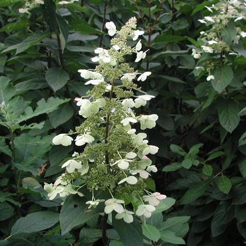 Panicle Hydrangea Kyushu (Hydrangea paniculata)