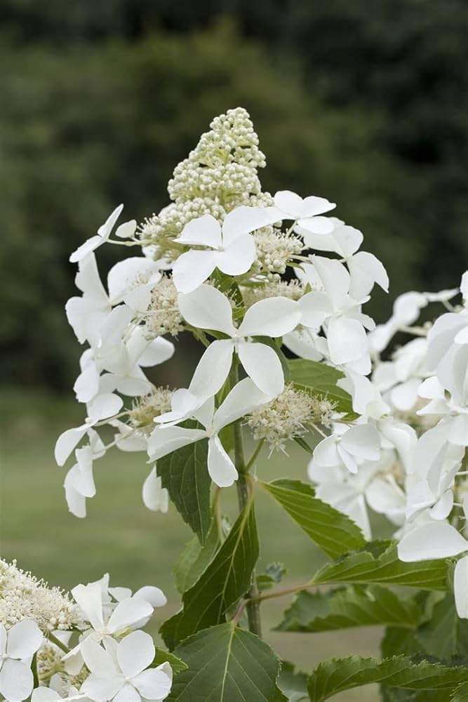 Panicle Hydrangea Kyushu (Hydrangea paniculata)