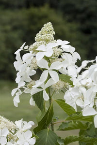 Panicle Hydrangea Kyushu (Hydrangea paniculata)