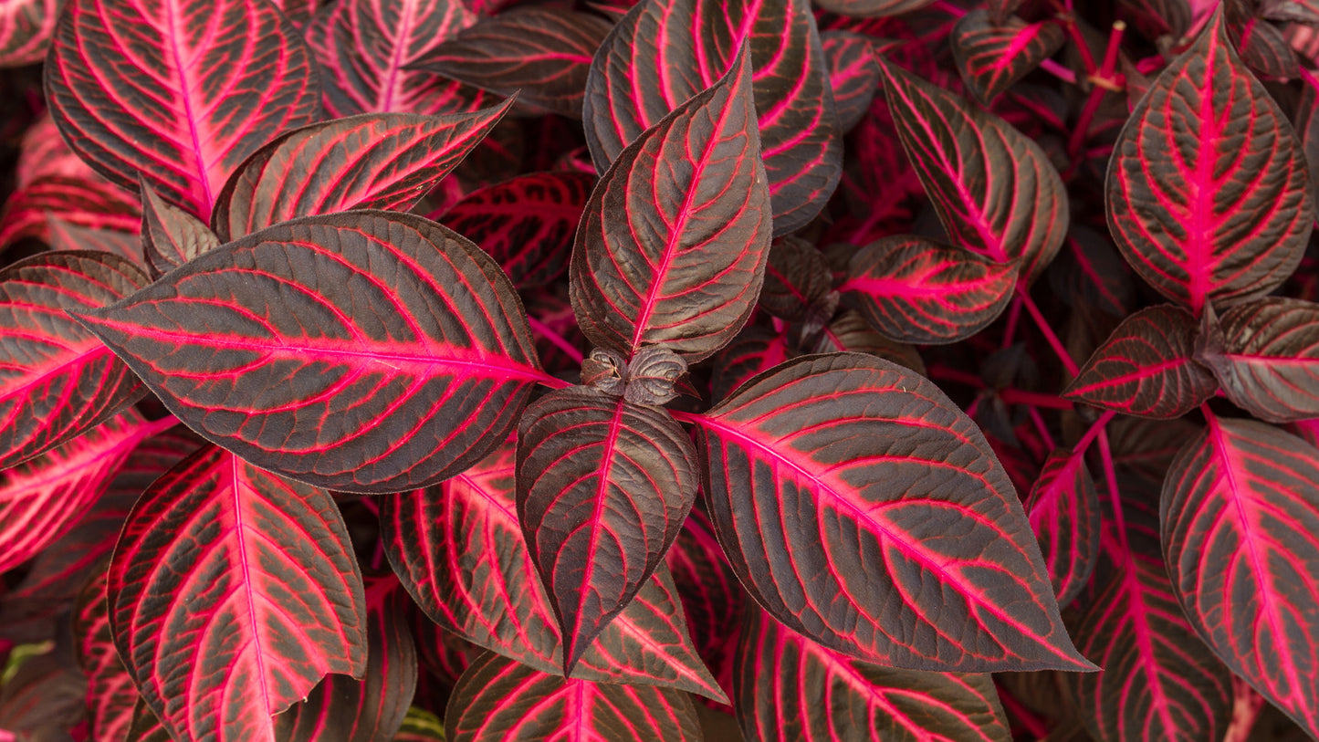 Bloodleaf (Iresine herbstii)