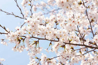 Yoshino Flowering Cherry yedoensis (Prunus x) - Ladybird Nursery
