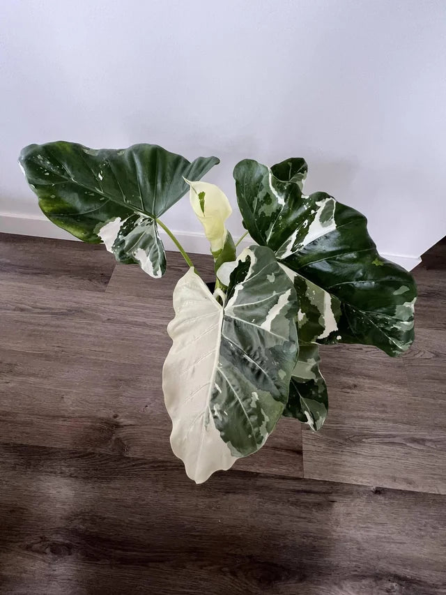 Safari Ebony Elephant Ear (Alocasia Safari) - Ladybird Nursery