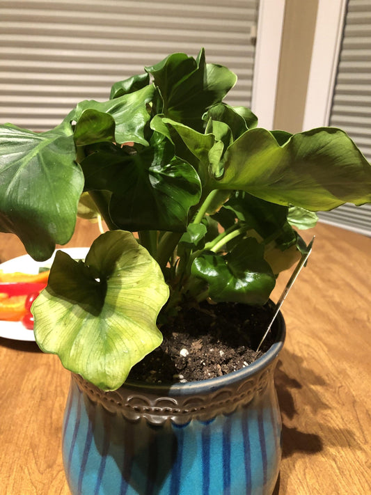 Tree Philodendron Super Atom (Philodendron selloum)