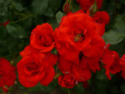 Rose La Sevillana 3 ft Standards (Rosa) - Ladybird Nursery