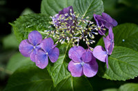 Hydrangea Oriental Lace (Hydrangea spp.)
