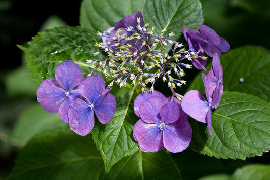Hydrangea Oriental Lace (Hydrangea spp.)