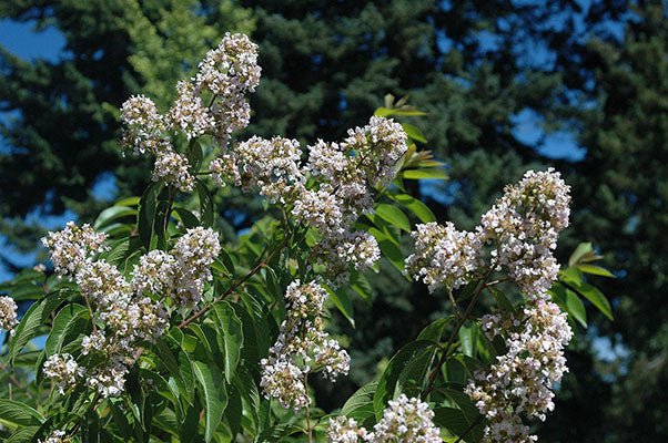 Crepe Myrtle (Lagerstroemia chekiangensis) - Ladybird Nursery