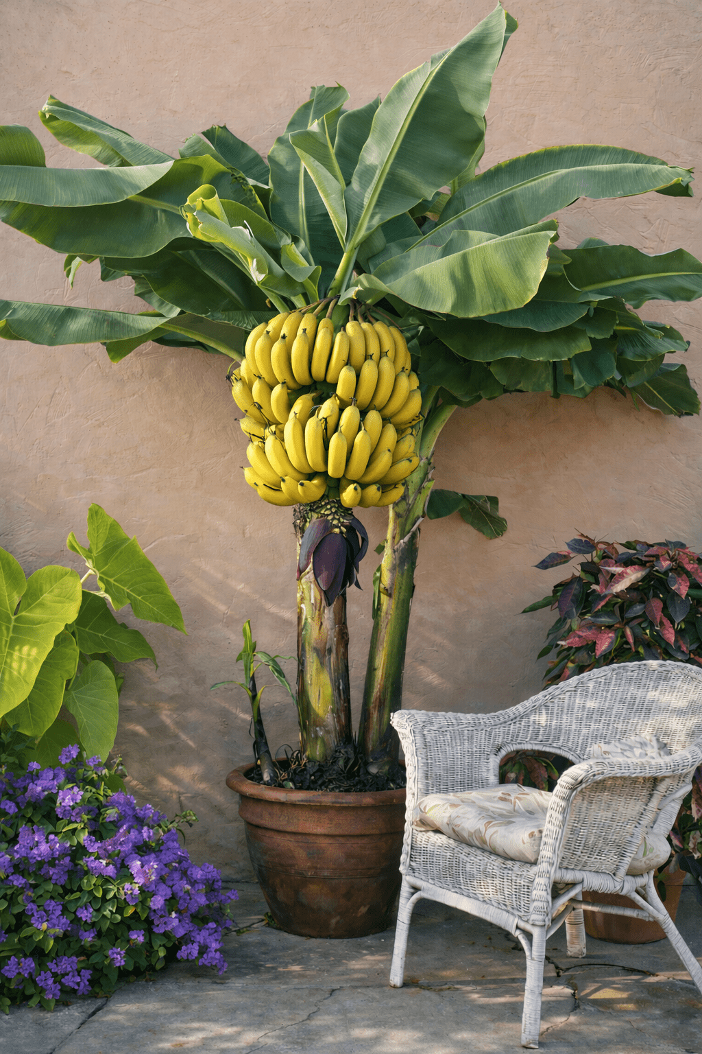 Dwarf Lady Finger Banana (QLD Only) - Ladybird Nursery