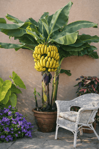 Dwarf Lady Finger Banana (QLD Only) - Ladybird Nursery