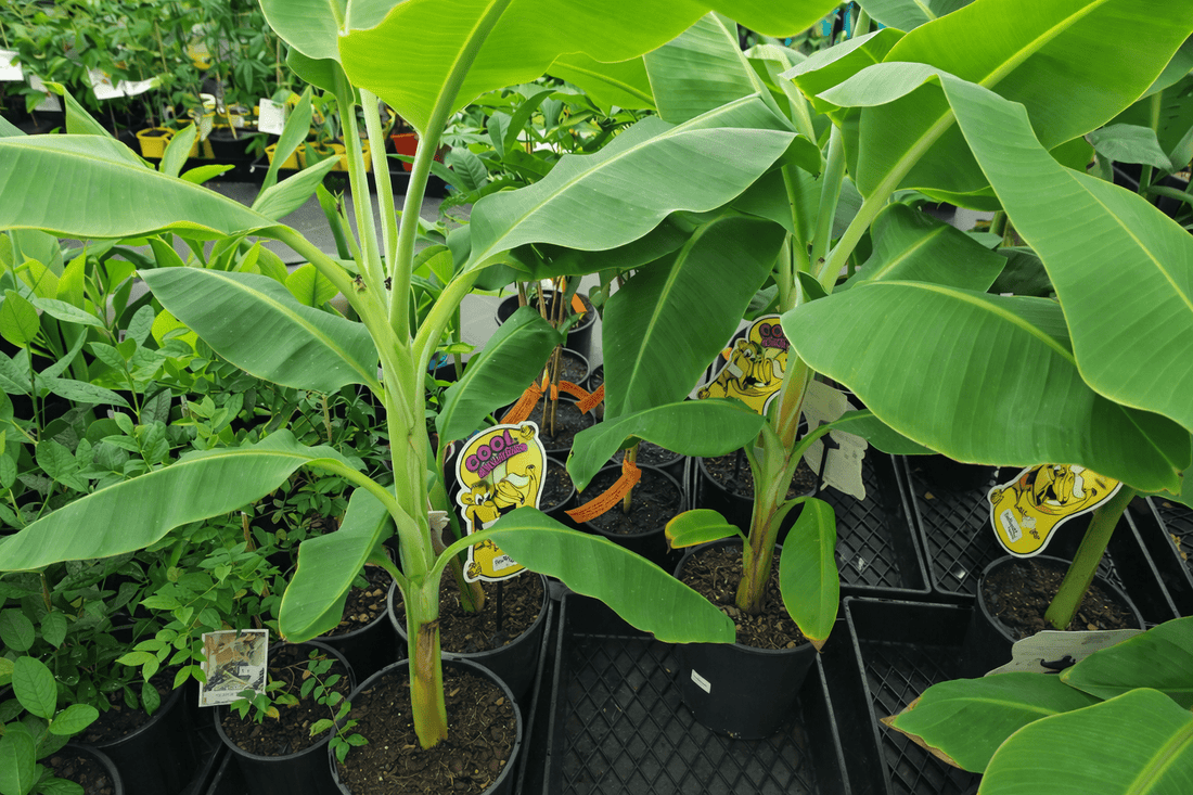 Dwarf Lady Finger Banana (QLD Only) - Ladybird Nursery