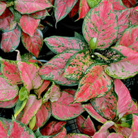 Aglaonema Pretty Woman - Ladybird Nursery