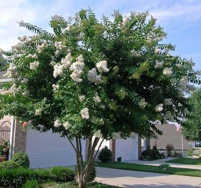 Crepe Myrtle Bush Form x fauriei Natchez White (Lagerstroemia indica) - Ladybird Nursery
