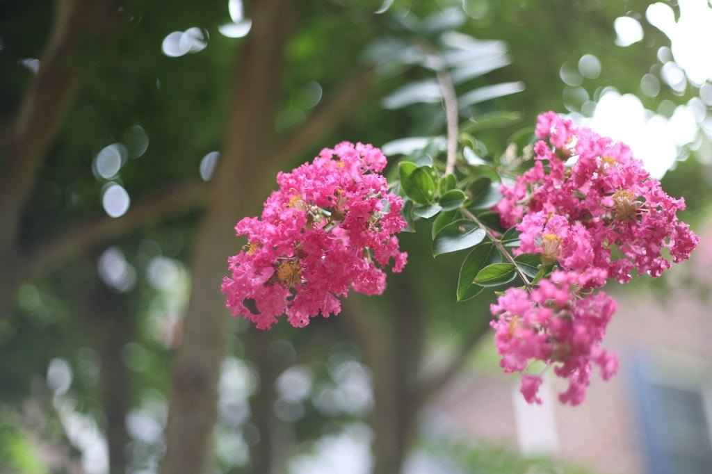 Crepe Myrtle Assorted (Lagerstroemia spp.) - Ladybird Nursery