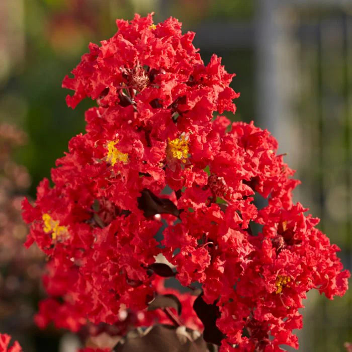 Crepe Myrtle Diamonds in the Dark Best Red (Lagerstroemia)