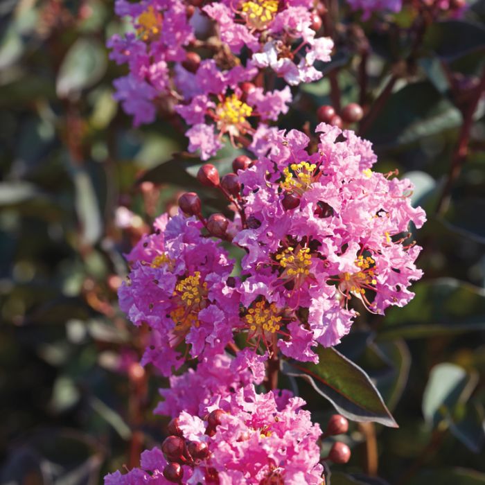 Crepe Myrtle Diamonds in the Dark Lavender Lace (Lagerstroemia)
