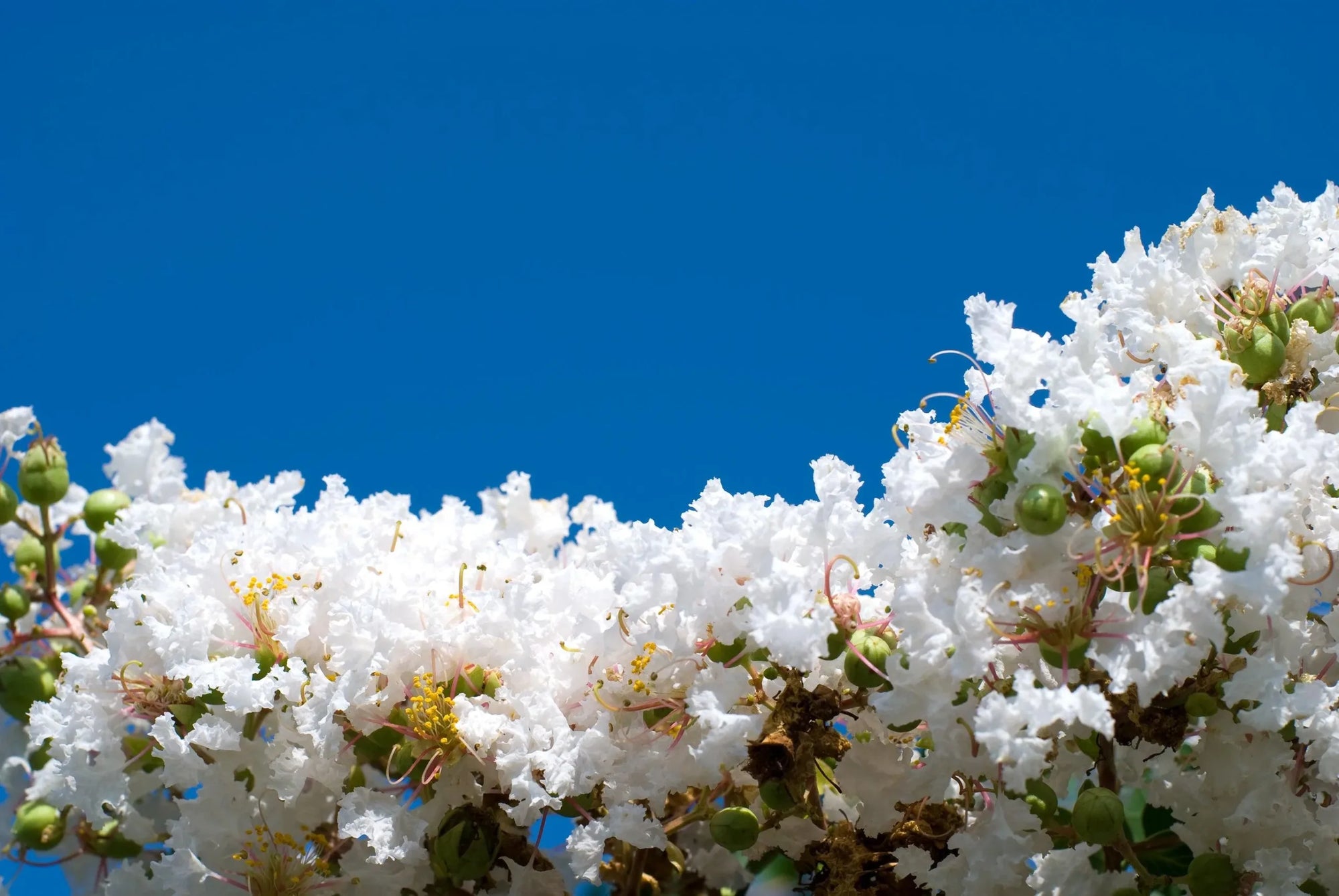 Crepe Myrtle Diamonds in the Dark Pure White (Lagerstroemia) - Ladybird Nursery
