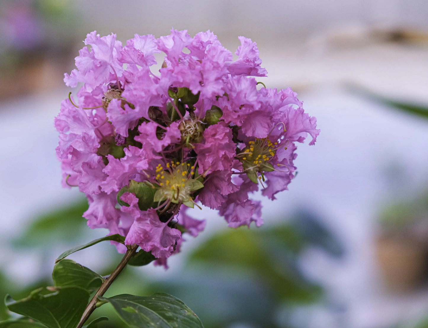 Crepe Myrtle Diamonds in the Dark Purely Purple (Lagerstroemia)