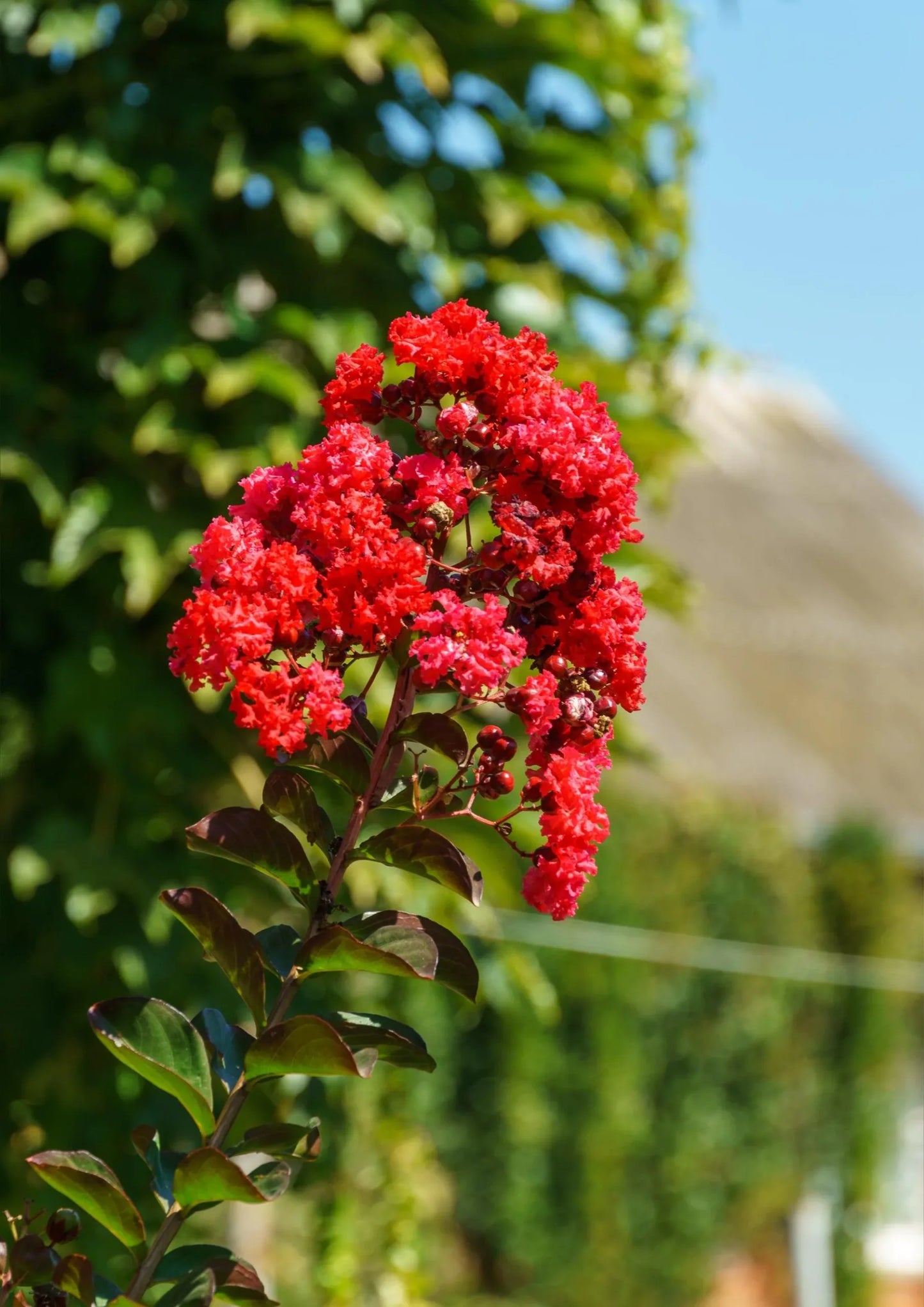 Crepe Myrtle Diamonds in the Dark Best Red (Lagerstroemia)