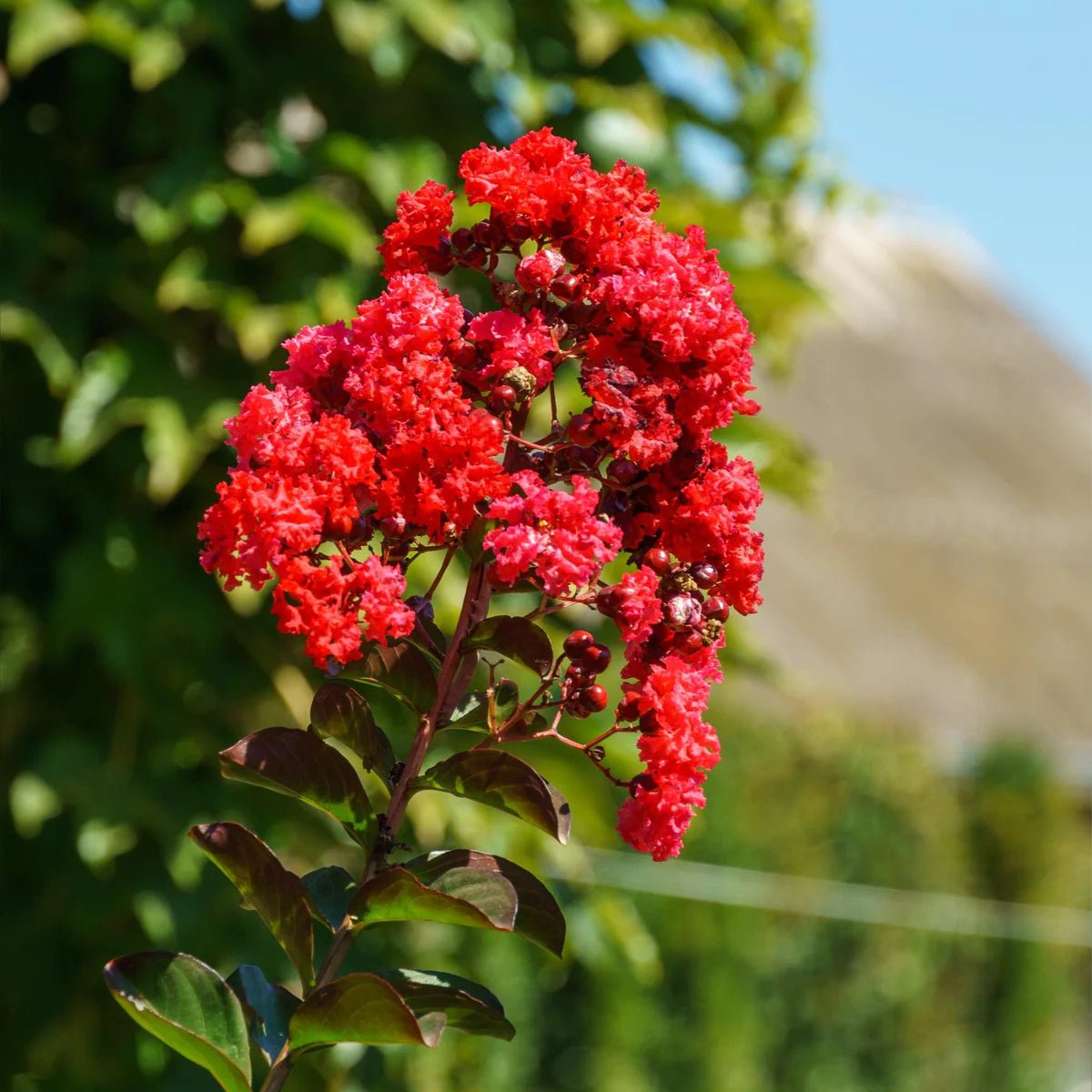 Crepe Myrtle Diamonds in the Dark Red Hot (Lagerstroemia) - Ladybird Nursery