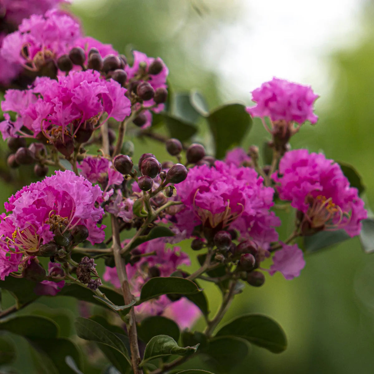 Crepe Myrtle Diamonds in the Dark Shell Pink (Lagerstroemia)