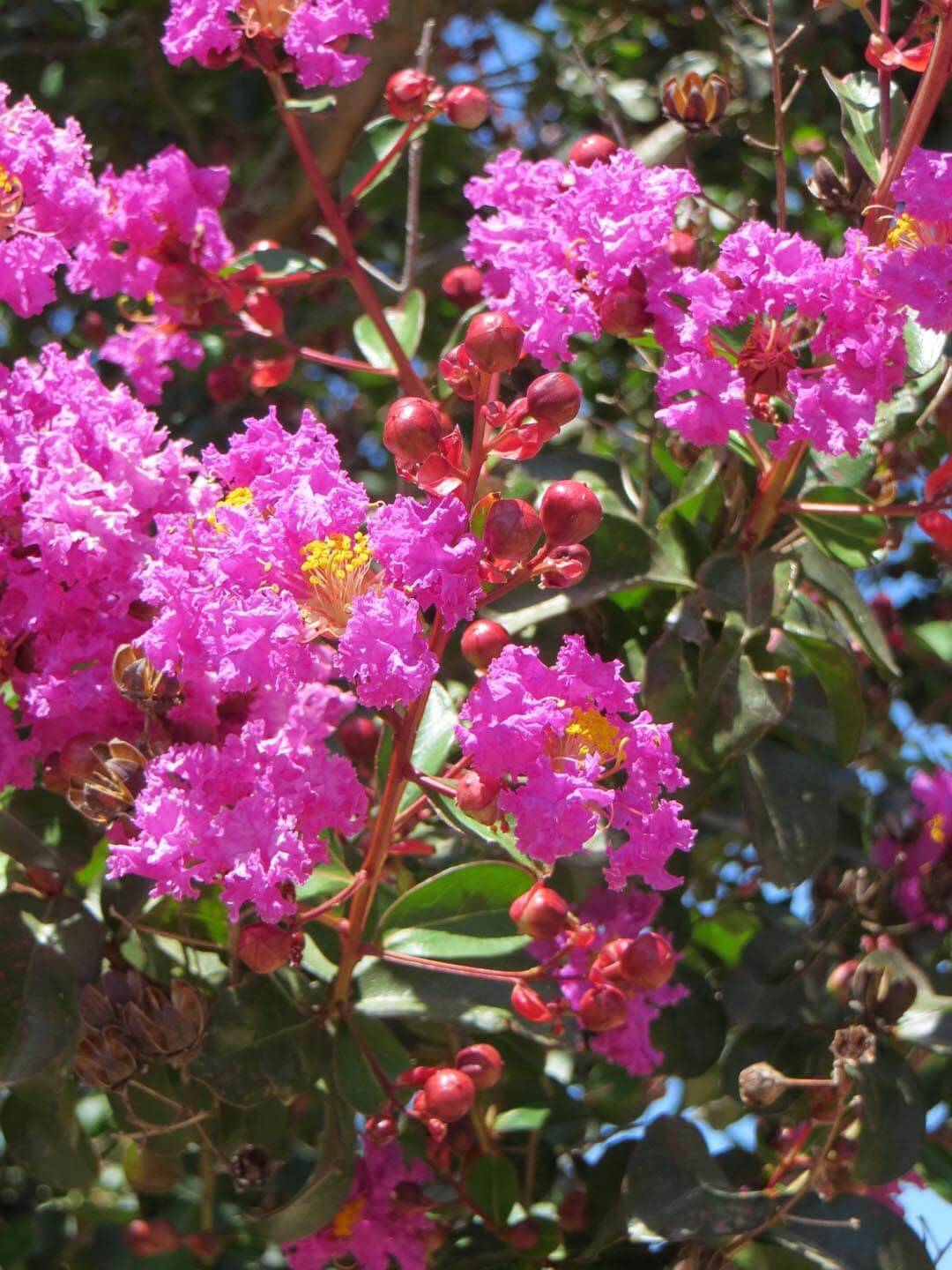 Crepe Myrtle Bush Form x fauriei Zuni Purple (Lagerstroemia indica) - Ladybird Nursery