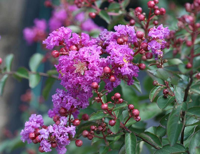 Crepe Myrtle Dwarf Mauve (Lagerstroemia indica) - Ladybird Nursery