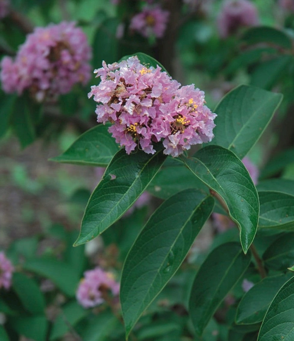 Crepe Myrtle (Lagerstroemia chekiangensis)