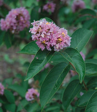 Crepe Myrtle (Lagerstroemia chekiangensis)