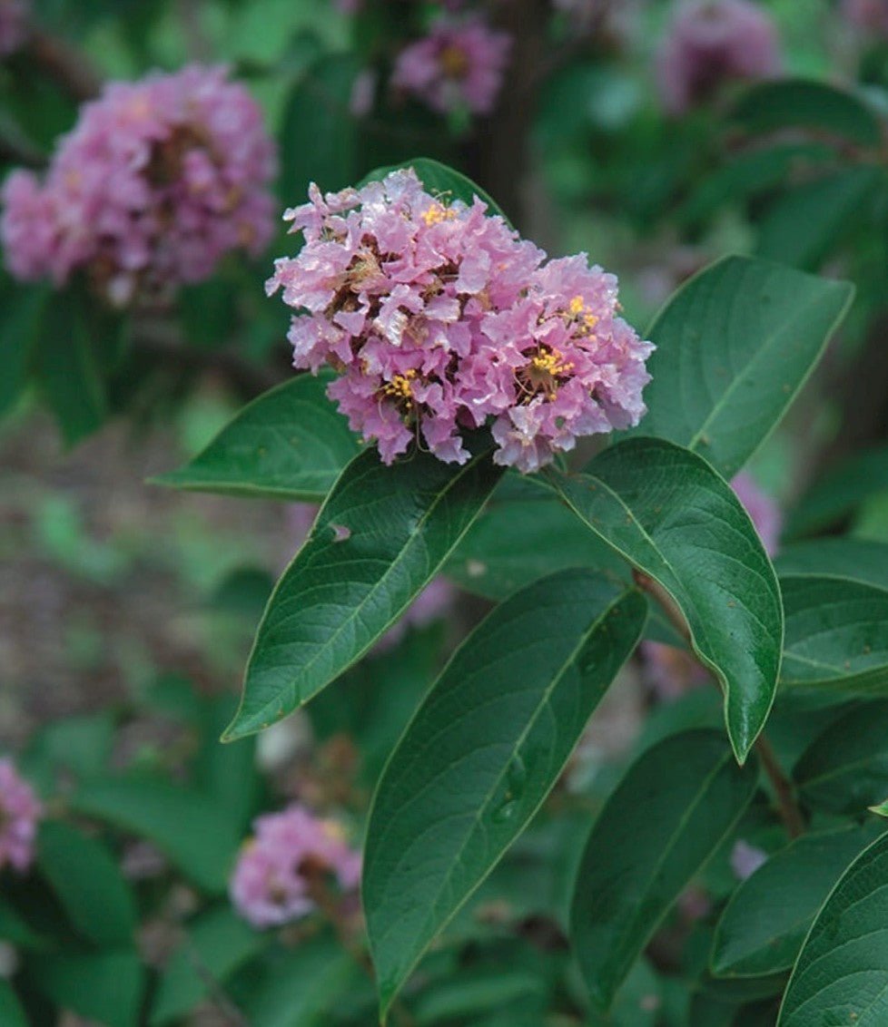 Crepe Myrtle (Lagerstroemia chekiangensis) - Ladybird Nursery