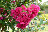 Crepe Myrtle Miami (Lagerstroemia) - Ladybird Nursery