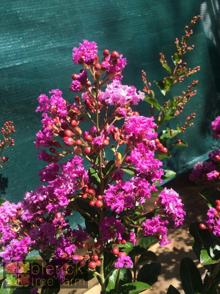 Crepe Myrtle Indian Summer (Lagerstroemia)