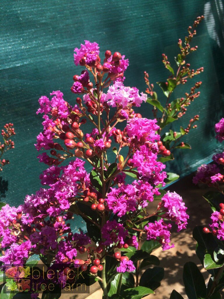 Crepe Myrtle Tree Form x fauriei Zuni Purple (Lagerstroemia indica) - Ladybird Nursery