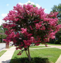 Crepe Myrtle Tuscarora (Lagerstroemia) - Advanced