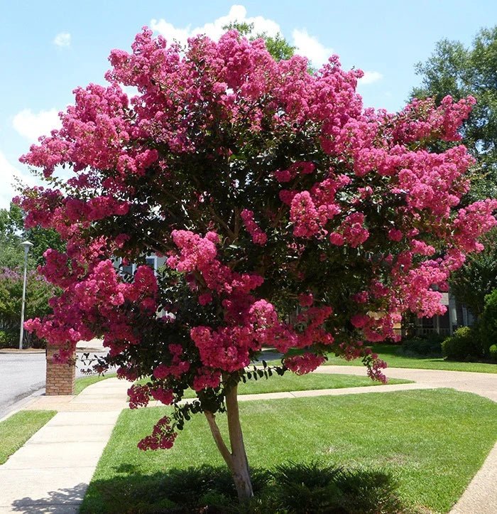 Crepe Myrtle Tuscarora (Lagerstroemia) - Advanced (PICK UP ONLY) - Ladybird Nursery