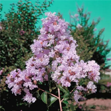 Crepe Myrtle Soir d ete (Lagerstroemia)