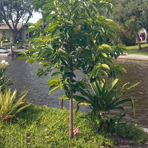 Lakoocha - Monkey Jack